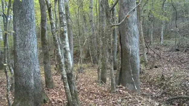 Optical Illusion Test: మీది డేగ చూపు అయితే.. ఆ అడవిలో దాక్కున్న జింకను 15 సెకెన్లలో కనిపెట్టండి..