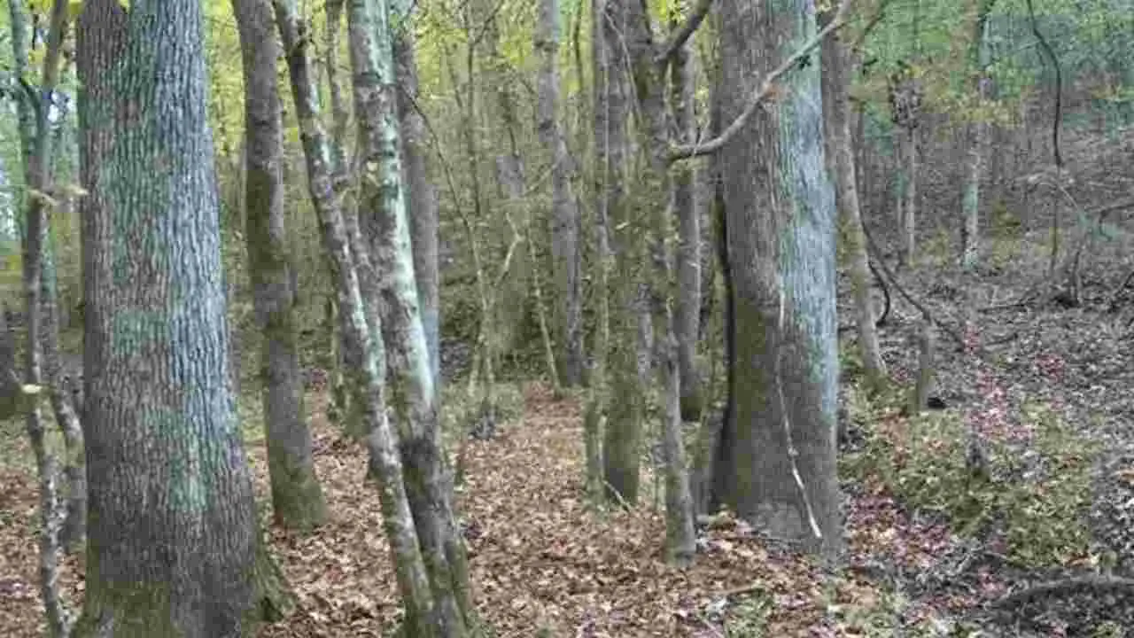 Optical Illusion Test: మీది డేగ చూపు అయితే.. ఆ అడవిలో దాక్కున్న జింకను 15 సెకెన్లలో కనిపెట్టండి..