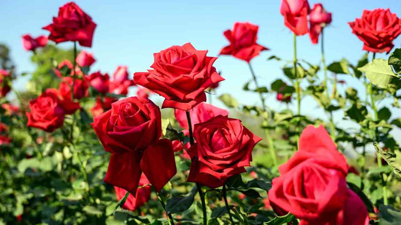 Health Tips: ఈ అందమైన పూల వెనుక దాగి ఉన్న ఆరోగ్య రహస్యాలు ఏంటో తెలుసా.. 