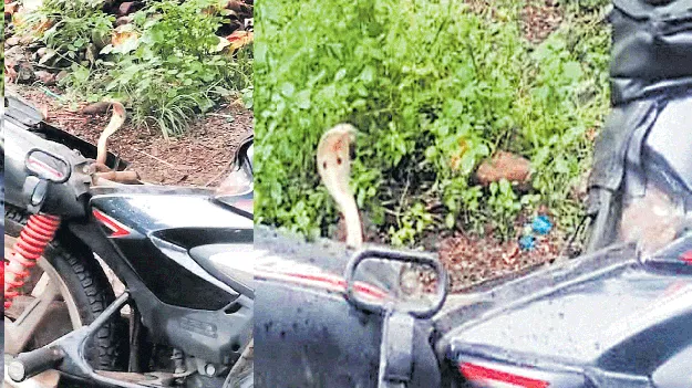  బైక్‌ సీటు కింద బుస్‌ బుస్‌...