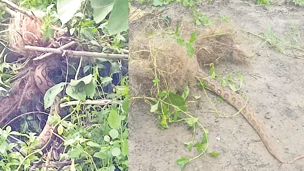 కొండచిలువ హల్‌చల్‌..