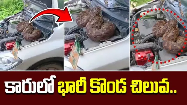 7 Foot Python Found: బీజేపీ నేత కారులో భారీ కొండ చిలువ..  
