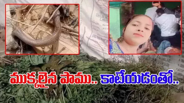 Bite of Dead Snake: గడ్డియంత్రంలో పడి ముక్కలైన పాము..  యువతిని కాటేయడంతో..