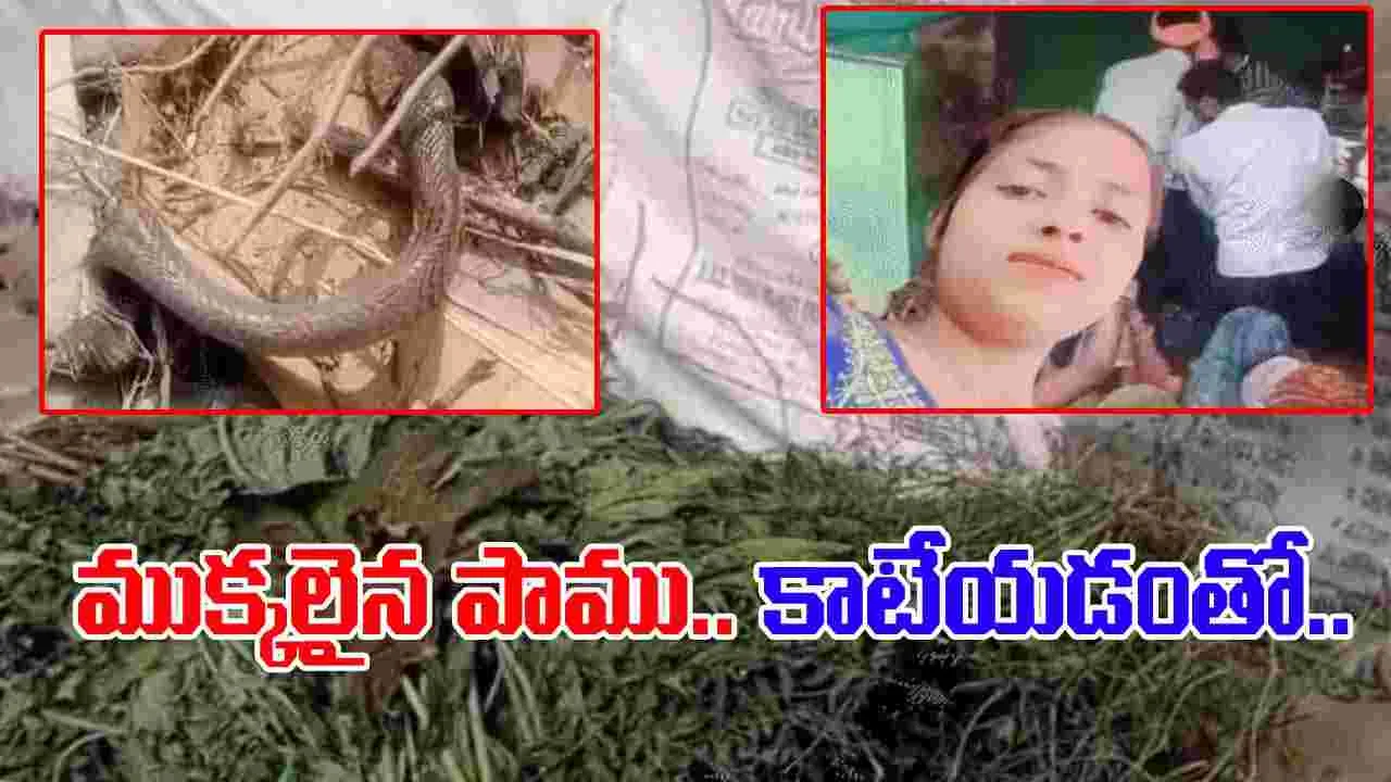 Bite of Dead Snake: గడ్డియంత్రంలో పడి ముక్కలైన పాము..  యువతిని కాటేయడంతో..