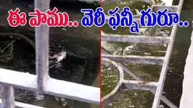 Snake Swimming With Fish: ఈ పాము మరీ విచిత్రంగా ఉందే.. చేపను పట్టుకుని మరీ.. 
