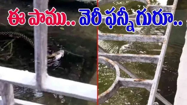 Snake Swimming With Fish: ఈ పాము మరీ విచిత్రంగా ఉందే.. చేపను పట్టుకుని మరీ.. 