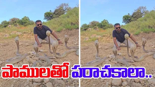 Cobra video: పాముతో పరాచకాలా.. కోబ్రాతో ఎలా ఆడుతున్నాడో చూడండి.. వీడియో వైరల్..