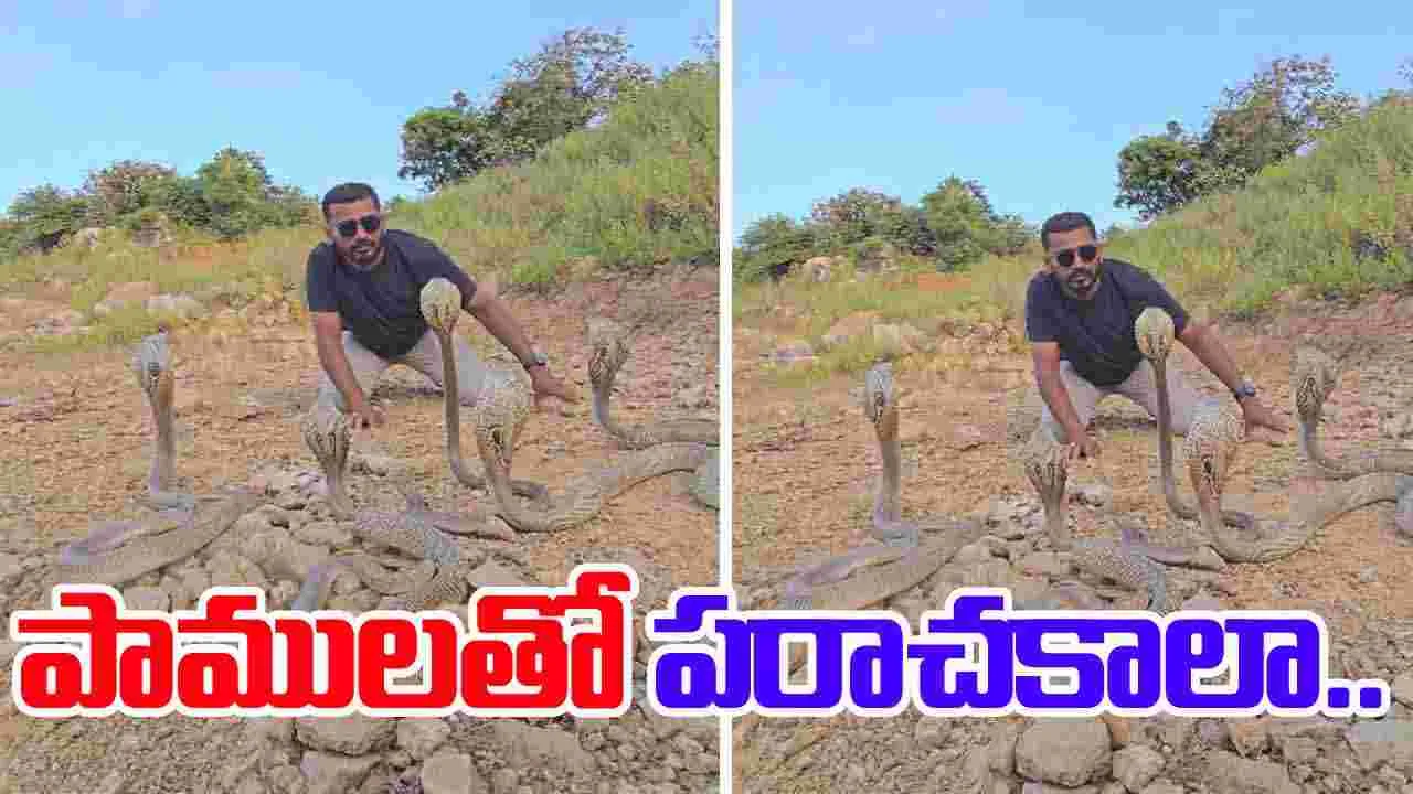 Cobra video: పాముతో పరాచకాలా.. కోబ్రాతో ఎలా ఆడుతున్నాడో చూడండి.. వీడియో వైరల్..