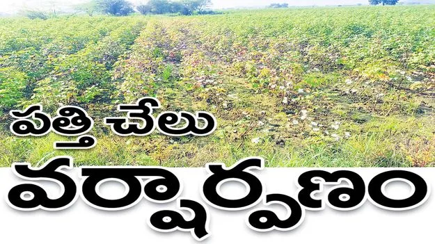 పత్తి చేలు వర్షార్పణం..