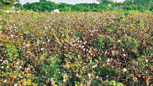 can't even buy a kilo of cotton! కిలో పత్తి అయినా కొనలే!