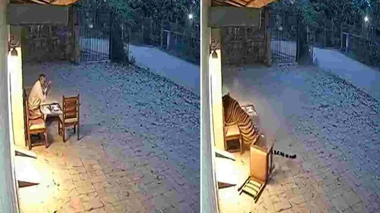 Tiger attack video: వామ్మో.. పులి ఇంత క్రూరంగా దాడి చేస్తుందా.. అసలు విషయం చెప్పిన ఆఫీసర్..