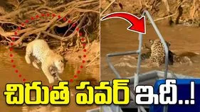 Cheetah vs crocodile: చిరుత పవర్ చూశారా? నీటిలోకి దూకి మొసలిని ఏం చేసిందో చూడండి.. 