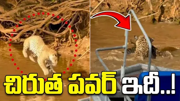 Cheetah vs crocodile: చిరుత పవర్ చూశారా? నీటిలోకి దూకి మొసలిని ఏం చేసిందో చూడండి.. 