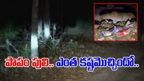 Tiger Viral Video: అయ్యో.. పెద్ద కష్టమే వచ్చిందిగా.. రాత్రి వేళ పులి ఏం చేస్తుందో చూస్తే.. 