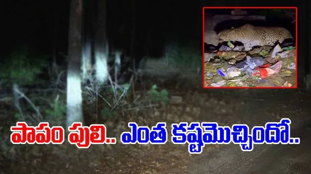 Tiger Viral Video: అయ్యో.. పెద్ద కష్టమే వచ్చిందిగా.. రాత్రి వేళ పులి ఏం చేస్తుందో చూస్తే.. 