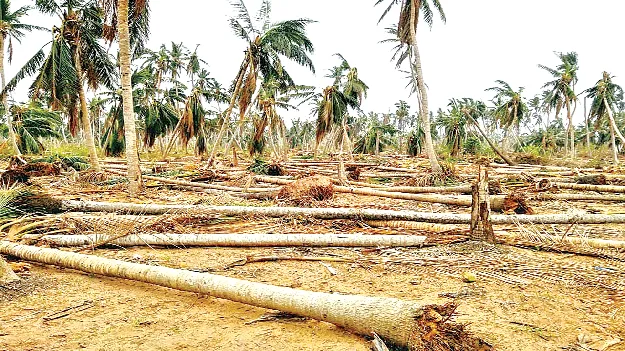 ఆ విలయం.. ప్రళయం