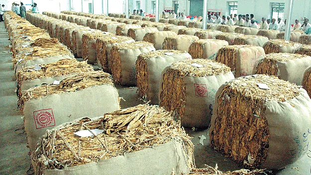 కిలో పొగాకు రూ.351