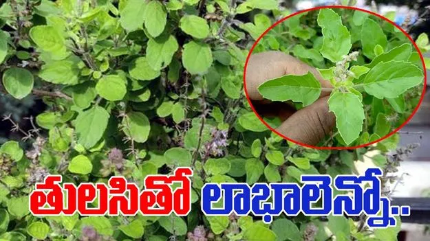 Health Tips: తులసి ఆకులు తినడం.. ఆరోగ్యానికి మంచిదా ? కాదా?