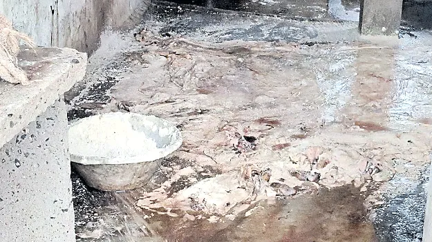 గోవులను వధించి నూనె తయారీ 