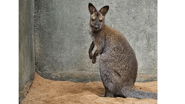 జూలో ఎర్ర మెడ వాలాబీ మృతి