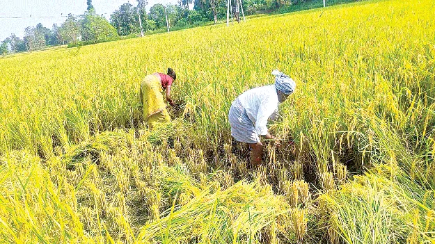  Grain Procurement  ధాన్యం కొనుగోలుకు సర్వం సిద్ధం   