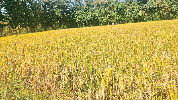   Paddy Procurement  ధాన్యం కొనుగోలుకు రంగం సిద్ధం