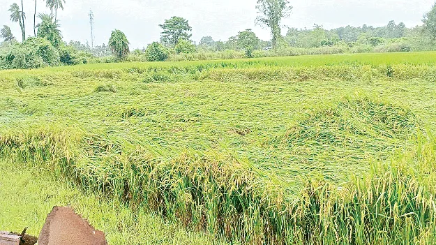  Reports Say Another? అంచనాలు ఒకలా..  నివేదికలు మరోలా?