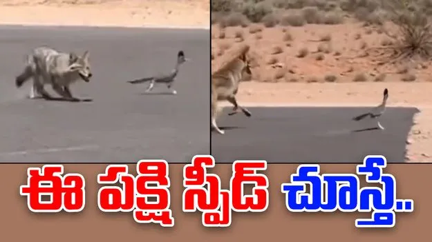 Dog vs roadrunner: ఈ పక్షిని పట్టుకోవడం చాలా కష్టం.. రోడ్డు మీద ఎంత వేగంగా పరిగెత్తిందో చూడండి..