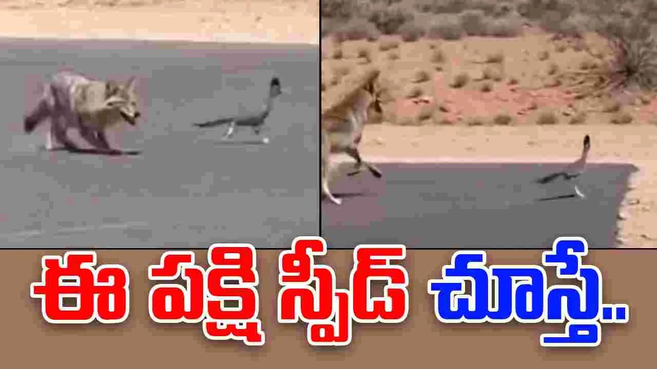 Dog vs roadrunner: ఈ పక్షిని పట్టుకోవడం చాలా కష్టం.. రోడ్డు మీద ఎంత వేగంగా పరిగెత్తిందో చూడండి..