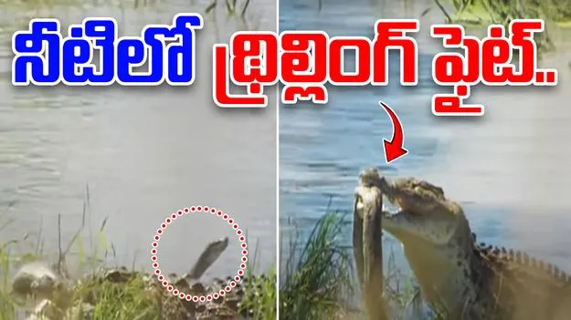 Python vs crocodile: నీటిలో భయంకర యుద్ధం.. కొండచిలువ, మొసలి మధ్య థ్రిల్లింగ్ ఫైట్ చూడండి..
