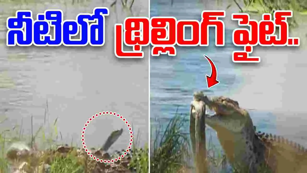 Python vs crocodile: నీటిలో భయంకర యుద్ధం.. కొండచిలువ, మొసలి మధ్య థ్రిల్లింగ్ ఫైట్ చూడండి..
