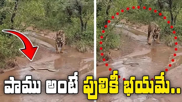 Tiger vs Cobra: పాము అంటే పులికీ భయమే.. ఎలా వెనకడుగు వేసిందో చూడండి..