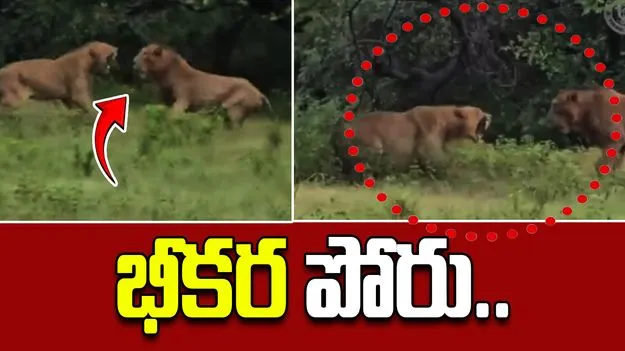 Rare Gir Forest Footage: సింహం, సివంగి భీకర పోరు.. గెలుపు దేనిదంటే.. 