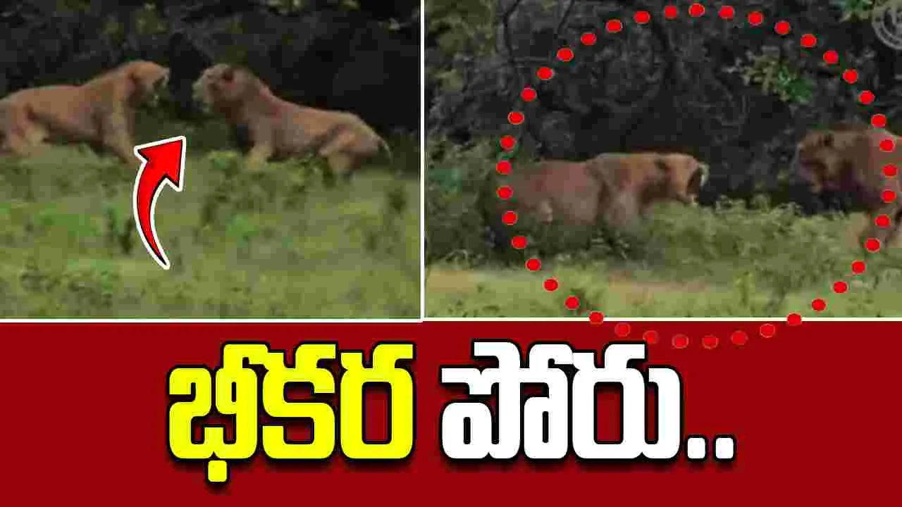 Rare Gir Forest Footage: సింహం, సివంగి భీకర పోరు.. గెలుపు దేనిదంటే.. 