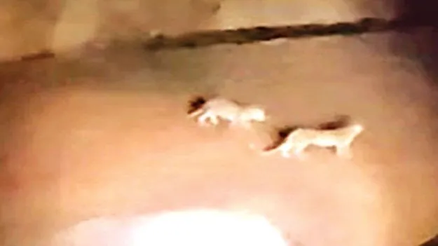 గౌడుగల్లులో జంట చిరుతలు