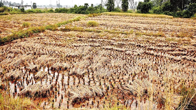 rain effect వర్షంలో వరి