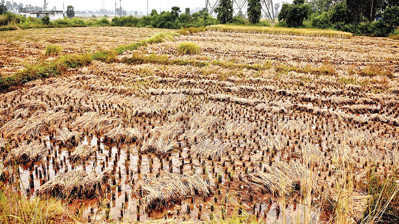 rain effect వర్షంలో వరి