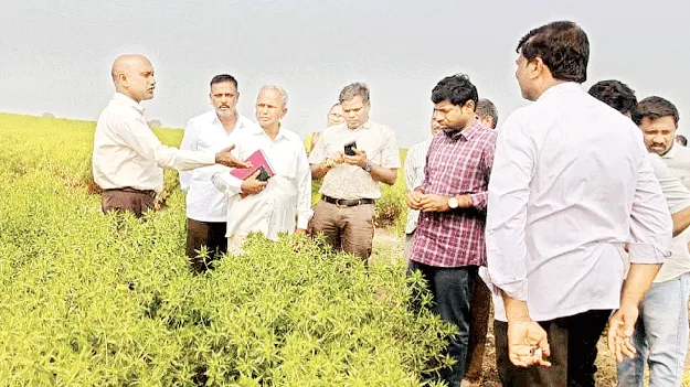 కుసుమ సాగు చేయాలి  