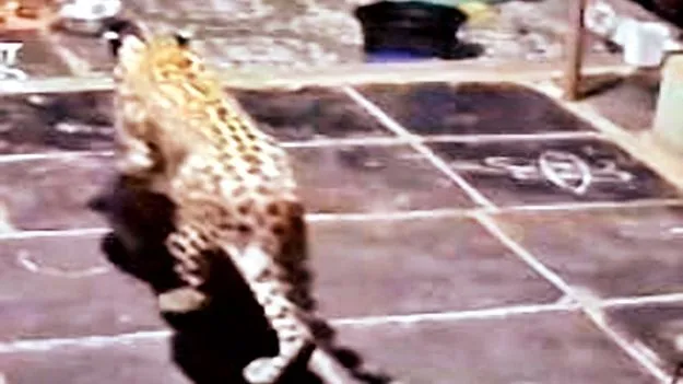 శ్రీశైలం శివార్లలో చిరుత సంచారం 