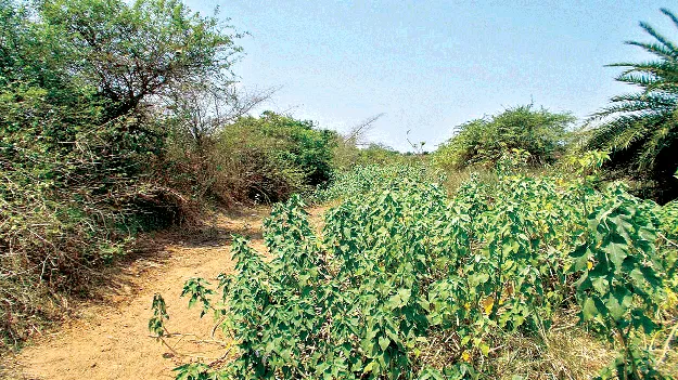 సాగునీరు అందట్లే!