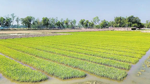 kumaram bheem asifabad- నారు దశ.. జాగ్రత్తలే రక్ష