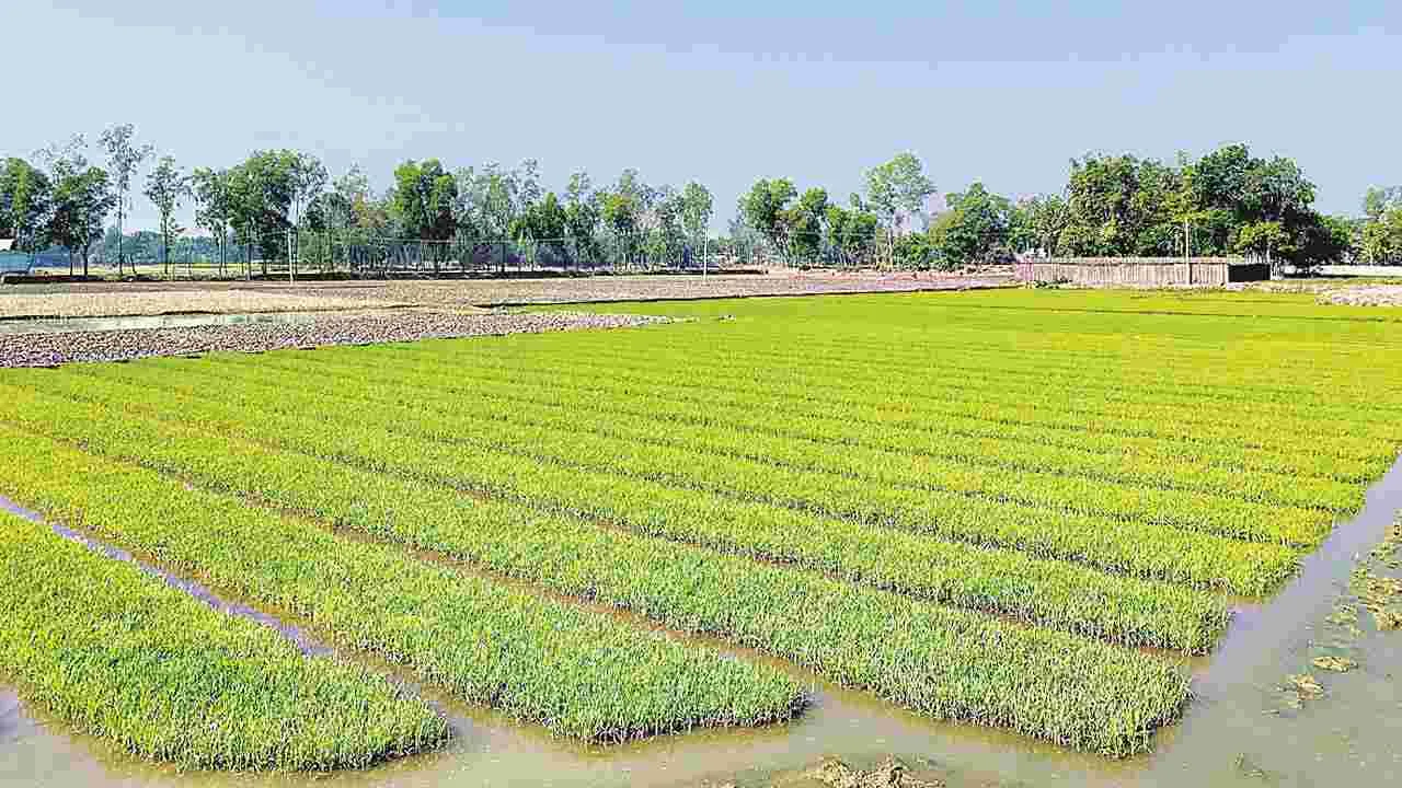 kumaram bheem asifabad- నారు దశ.. జాగ్రత్తలే రక్ష