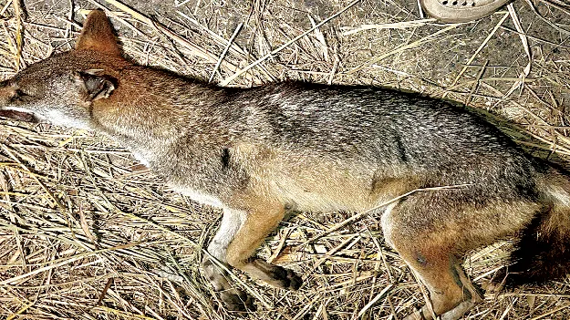  నక్క స్వైర విహారం 