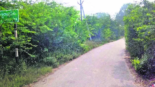 ROAD: దారి పొడవునా కంపచెట్లు 