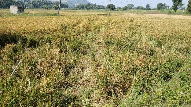 పంటలపై ‘గజ’దాడులు