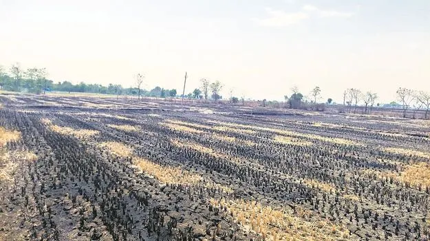 kumaram bheem asifabad- వరికొయ్యలు కాల్చితే ముప్పే