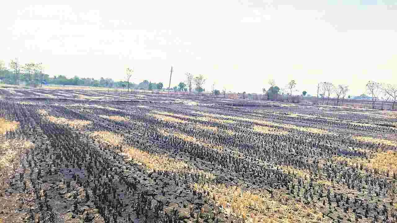 kumaram bheem asifabad- వరికొయ్యలు కాల్చితే ముప్పే