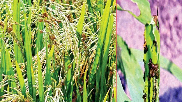 పంటలను నమిలేస్తున్న తెగుళ్లు