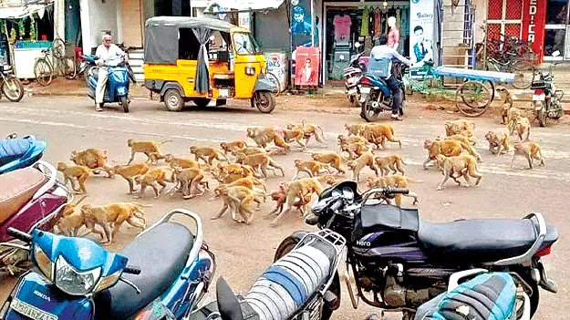 ఊళ్లలోకి వస్తున్నాయ్‌!