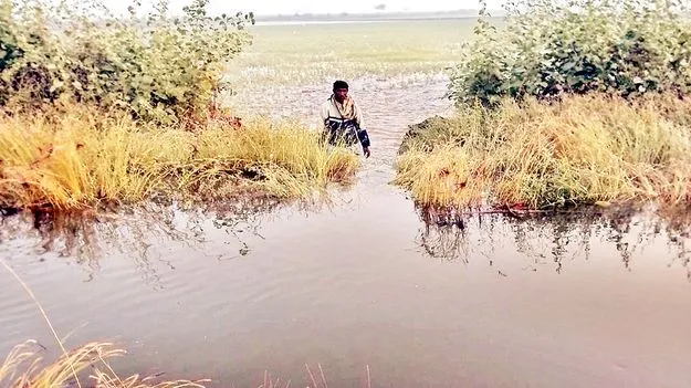    కేసీ డిసి్ట్రబ్యూటరీకి గండి 